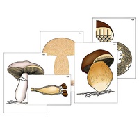 Модель-аппликация "Размножение шляпочного гриба" (ламинированная) - «globural.ru» - Красноярск