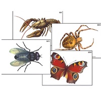 Модель-аппликация "Разнообразие беспозвоночных" (ламинированная) - «globural.ru» - Красноярск