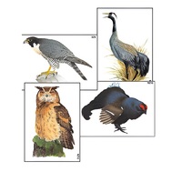 Модель-аппликация "Разнообразие высших хордовых 1. Пресмыкающиеся и птицы" (ламинированная) - «globural.ru» - Красноярск