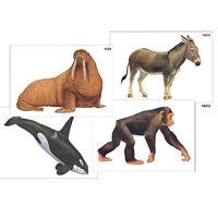 Модель-аппликация "Разнообразие высших хордовых 2. Млекопитающие" (ламинированная) - «globural.ru» - Красноярск