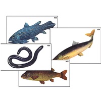 Модель-аппликация "Разнообразие низших и высших хордовых" (ламинированная) - «globural.ru» - Красноярск