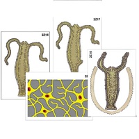 Модель-аппликация "Строение и размножение гидры" (ламинированная) - «globural.ru» - Красноярск