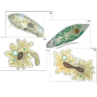 Модель-аппликация "Строение и разнообразие простейших" (ламинированная) - «globural.ru» - Красноярск