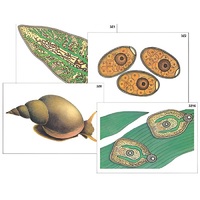 Модель-аппликация "Циклы развития печеночного сосальщика и бычьего цепня" (ламинированная) - «globural.ru» - Красноярск