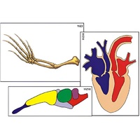 Модель-аппликация "Эволюция важнейших систем органов позвоночных" (ламинированная) - «globural.ru» - Красноярск