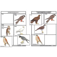 Комплект дидактических карточек: "Систематика и экология птиц" (95 штук, цвет., лам.) - «globural.ru» - Красноярск