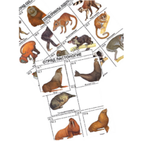 Комплект дидактических карточек: "Систематика и экология млекопитающих" (96 штук, цвет., лам.) - «globural.ru» - Красноярск