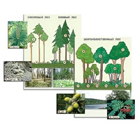 Гербарий фотографический "Растительные сообщества. Лес" (раздаточный) - «globural.ru» - Красноярск