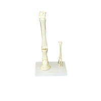 Модель "Скелет конечностей лошади и овцы" (на подставке) - «globural.ru» - Красноярск