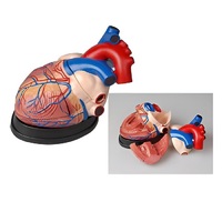 Модель сердца в разрезе (демонстрационная) - «globural.ru» - Красноярск