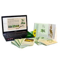 Гербарий натурально-интерактивный "Дикорастущие растения" - «globural.ru» - Красноярск