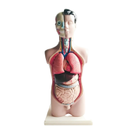 Торс человека разборный - «globural.ru» - Красноярск