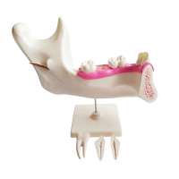 Комплект моделей - «globural.ru» - Красноярск