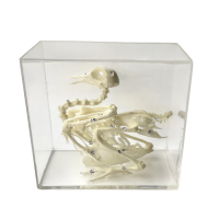 Комплект скелетов различных классов животных - «globural.ru» - Красноярск