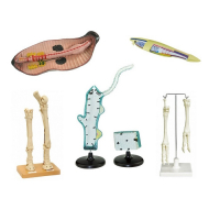 Комплект зоологических моделей демонстрационный - «globural.ru» - Красноярск