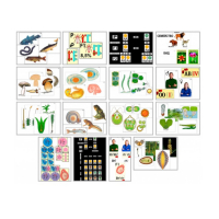 Комплект моделей-аппликаций демонстрационный - «globural.ru» - Красноярск