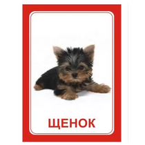 Логопедка "Щ, Х" (логопедические карточки) - «globural.ru» - Красноярск