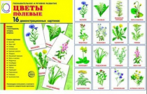 Демонстрационные карточки "Цветы полевые" - «globural.ru» - Красноярск