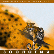 Зоология. (Цифровая база изображений) - «globural.ru» - Красноярск