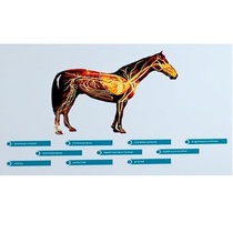 Стенд-планшет светодинамический "Изучение кровеносной системы сельскохозяйственных животных" со сменными панелями - «globural.ru» - Красноярск