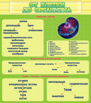 Стенд "От клетки до организма" - «globural.ru» - Красноярск
