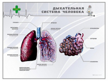 Стенд "Дыхательная система человека" - «globural.ru» - Красноярск