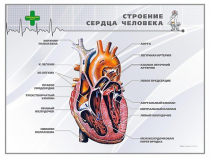 Стенд "Строение сердца человека" - «globural.ru» - Красноярск
