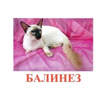 Карточки Домана "Породы кошек" - «globural.ru» - Красноярск