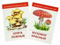 Раздаточные карточки "Грибы съедобные и не съедобные" - «globural.ru» - Красноярск