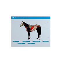 Стенд-планшет светодинамический "Изучение пищеварительной системы сельскохозяйственных животных" со сменными панелями - «globural.ru» - Красноярск