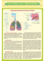 Стенд "Дыхательная система" - «globural.ru» - Красноярск