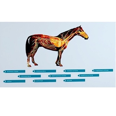 Стенд-планшет светодинамический "Изучение кровеносной системы сельскохозяйственных животных" со сменными панелями - «globural.ru» - Красноярск