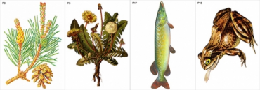 Модель-аппликация Типичные биоценозы - «globural.ru» - Красноярск